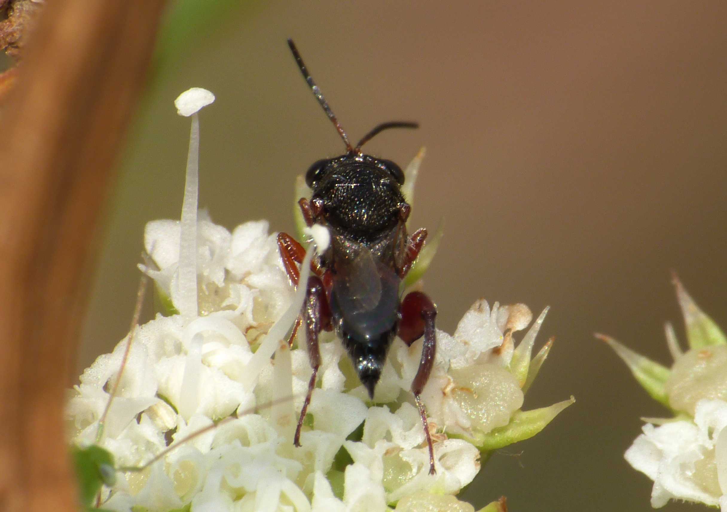 Piccolissimo imenottero (Chalcididae)